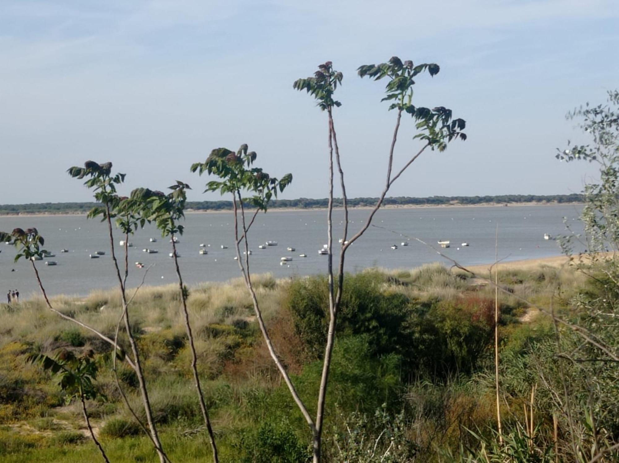 Apartamento Crucero 2, La Jara Sanlúcar de Barrameda المظهر الخارجي الصورة